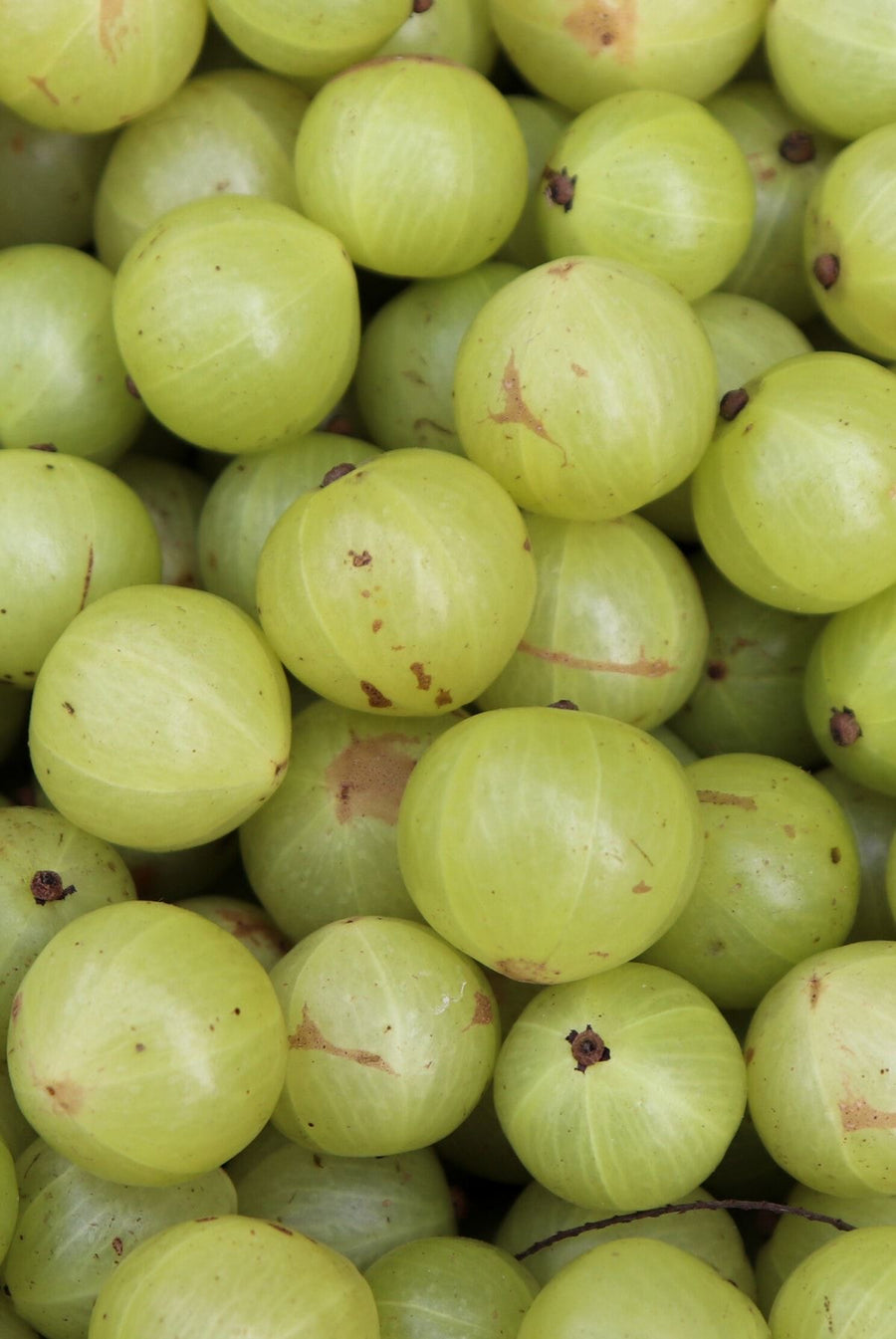 Amla Fruit Oil