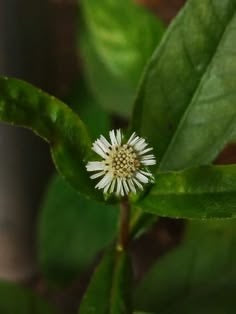 Bhringraj Extract