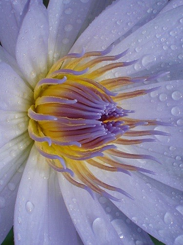 Blue Lotus Extract