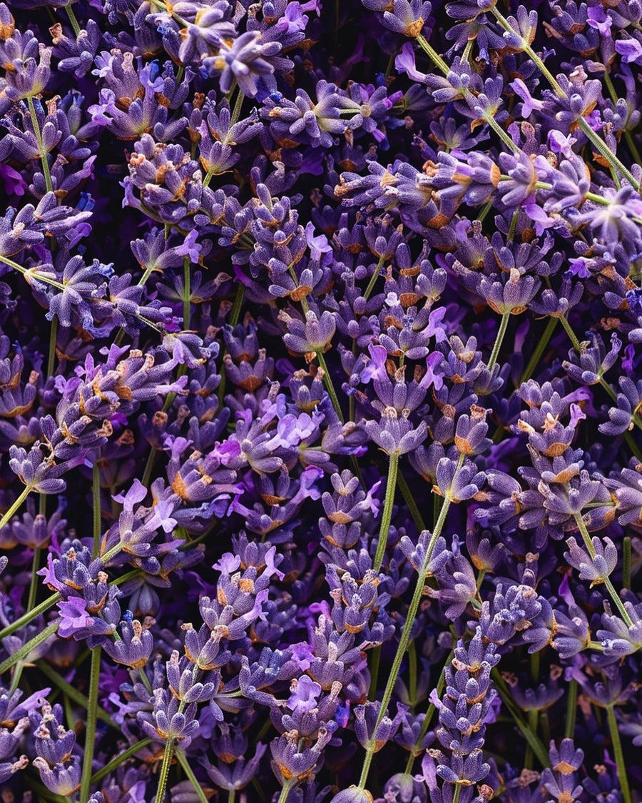 Lavender Oil