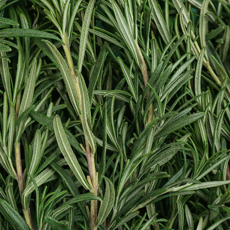 Rosemary Oil